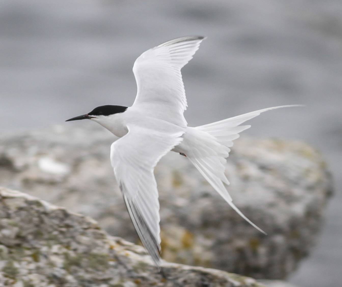 charrán rosado, roseate tern, sterne de dougall by Fyn Kynd is licensed under CC BY-SA 4.0.